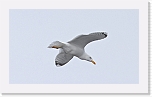 harmaalokki Herring Gull 9601 * 1698 x 984 * (517KB)